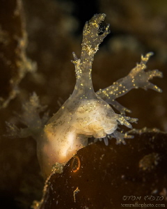 Dendronotus frondosus
Sekiu, WA, U.S.A. by Tom Radio 